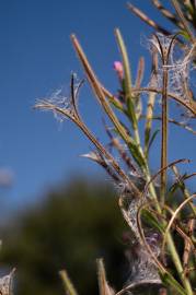 Fotografia da espécie Epilobium hirsutum