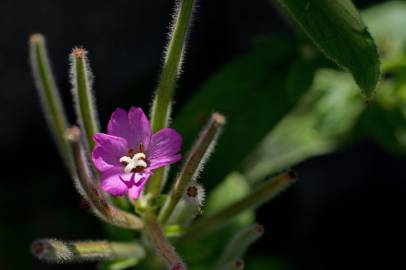 Fotografia da espécie Epilobium hirsutum