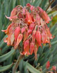 Cotyledon orbiculata