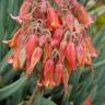 Fotografia 1 da espécie Cotyledon orbiculata do Jardim Botânico UTAD