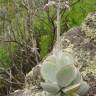 Fotografia 3 da espécie Cotyledon orbiculata do Jardim Botânico UTAD