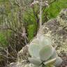 Fotografia 3 da espécie Cotyledon orbiculata do Jardim Botânico UTAD