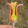 Fotografia 5 da espécie Cotyledon orbiculata do Jardim Botânico UTAD