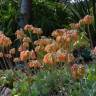 Fotografia 6 da espécie Cotyledon orbiculata do Jardim Botânico UTAD