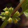 Fotografia 5 da espécie Lamium galeobdolon subesp. montanum do Jardim Botânico UTAD