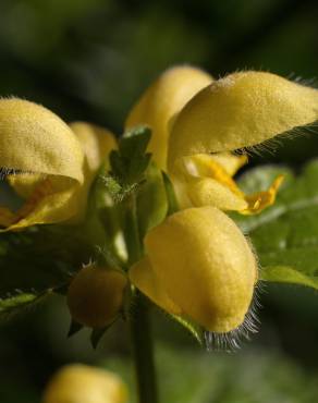 Fotografia 6 da espécie Lamium galeobdolon subesp. montanum no Jardim Botânico UTAD