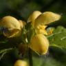 Fotografia 6 da espécie Lamium galeobdolon subesp. montanum do Jardim Botânico UTAD