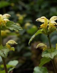 Lamium galeobdolon subesp. montanum