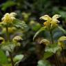 Fotografia 1 da espécie Lamium galeobdolon subesp. montanum do Jardim Botânico UTAD