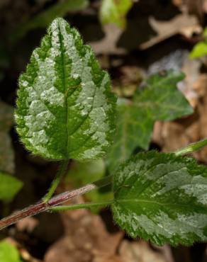 Fotografia 8 da espécie Lamium galeobdolon subesp. montanum no Jardim Botânico UTAD