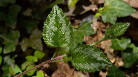 Fotografia da espécie Lamium galeobdolon subesp. montanum