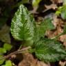 Fotografia 8 da espécie Lamium galeobdolon subesp. montanum do Jardim Botânico UTAD