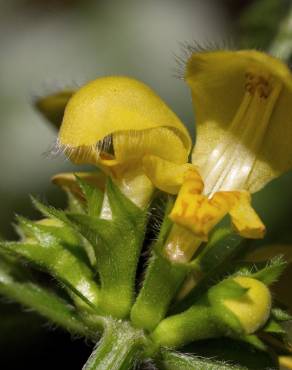 Fotografia 9 da espécie Lamium galeobdolon subesp. montanum no Jardim Botânico UTAD