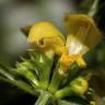 Fotografia 9 da espécie Lamium galeobdolon subesp. montanum do Jardim Botânico UTAD