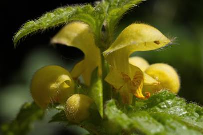 Fotografia da espécie Lamium galeobdolon subesp. montanum
