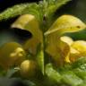 Fotografia 10 da espécie Lamium galeobdolon subesp. montanum do Jardim Botânico UTAD