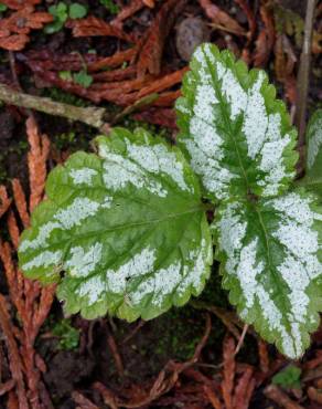 Fotografia 13 da espécie Lamium galeobdolon subesp. montanum no Jardim Botânico UTAD