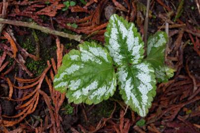 Fotografia da espécie Lamium galeobdolon subesp. montanum