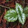 Fotografia 13 da espécie Lamium galeobdolon subesp. montanum do Jardim Botânico UTAD