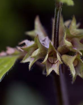 Fotografia 15 da espécie Lamium galeobdolon subesp. montanum no Jardim Botânico UTAD