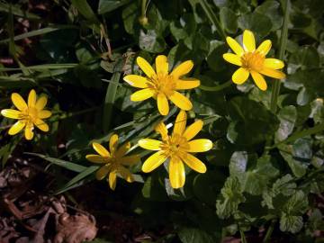 Fotografia da espécie Ranunculus ficaria subesp. ficaria