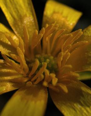 Fotografia 16 da espécie Ranunculus ficaria subesp. ficaria no Jardim Botânico UTAD