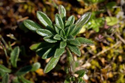 Fotografia da espécie Iberis procumbens subesp. procumbens