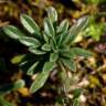 Fotografia 8 da espécie Iberis procumbens subesp. procumbens do Jardim Botânico UTAD