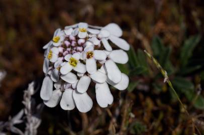 Fotografia da espécie Iberis procumbens subesp. procumbens