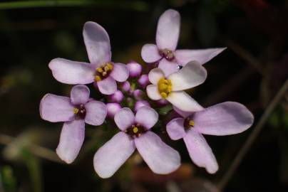 Fotografia da espécie Iberis procumbens subesp. procumbens