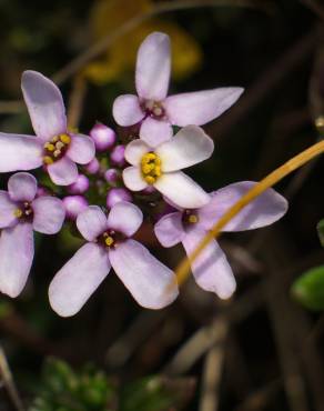 Fotografia 12 da espécie Iberis procumbens subesp. procumbens no Jardim Botânico UTAD