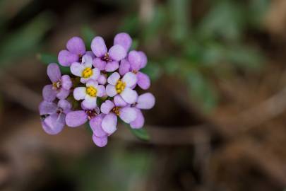 Fotografia da espécie Iberis procumbens subesp. procumbens