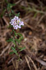 Fotografia da espécie Iberis procumbens subesp. procumbens