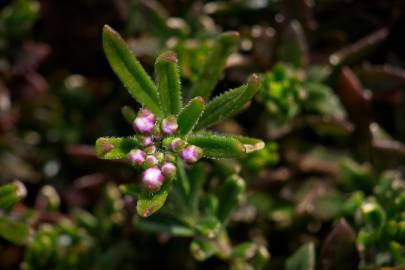 Fotografia da espécie Iberis procumbens subesp. procumbens