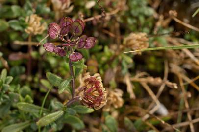 Fotografia da espécie Iberis procumbens subesp. procumbens