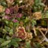 Fotografia 17 da espécie Iberis procumbens subesp. procumbens do Jardim Botânico UTAD