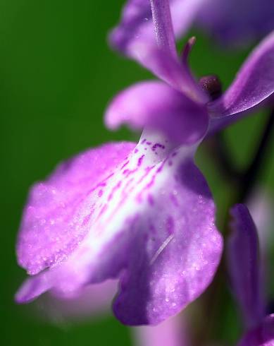 Fotografia de capa Anacamptis palustris - do Jardim Botânico