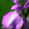 Fotografia 1 da espécie Anacamptis palustris do Jardim Botânico UTAD