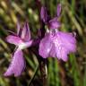 Fotografia 4 da espécie Anacamptis palustris do Jardim Botânico UTAD