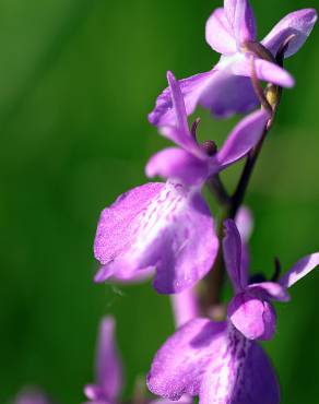 Fotografia 5 da espécie Anacamptis palustris no Jardim Botânico UTAD