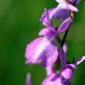 Fotografia 5 da espécie Anacamptis palustris do Jardim Botânico UTAD