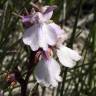 Fotografia 6 da espécie Anacamptis palustris do Jardim Botânico UTAD