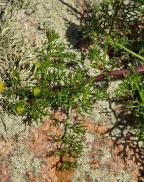 Fotografia 5 da espécie Matricaria maritima subesp. maritima no Jardim Botânico UTAD