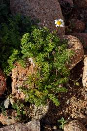 Fotografia da espécie Matricaria maritima subesp. maritima