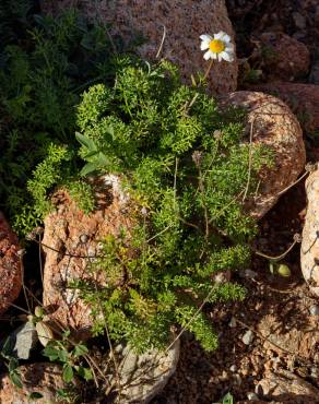 Fotografia 8 da espécie Matricaria maritima subesp. maritima no Jardim Botânico UTAD