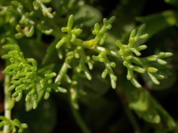 Fotografia da espécie Matricaria maritima subesp. maritima