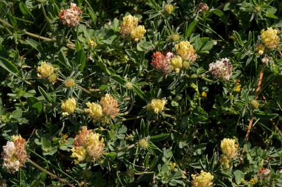 Fotografia da espécie Anthyllis vulneraria subesp. iberica