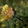 Fotografia 5 da espécie Anthyllis vulneraria subesp. iberica do Jardim Botânico UTAD