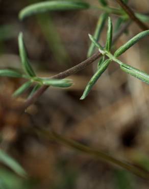 Fotografia 8 da espécie Anthyllis vulneraria subesp. iberica no Jardim Botânico UTAD