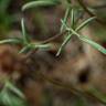 Fotografia 8 da espécie Anthyllis vulneraria subesp. iberica do Jardim Botânico UTAD